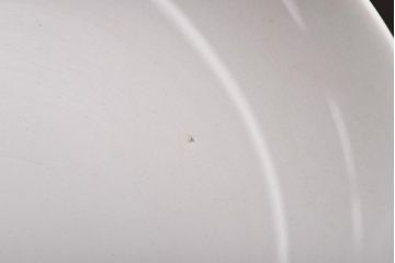 昭和初期　東洋陶器(東陶、トートー)　涼しげな鮎の図柄が風情あふれる小皿7枚セット(和食器)