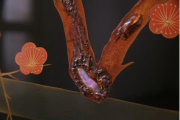 中古　輪島塗　在銘「信夫」作　蒔絵・螺鈿　繊細な図柄が風情あふれる衝立(パーテーション)(定価約150万円)