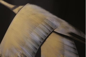 中古　日展作家　加治武　大作　輪島塗　沈金　翔鶴図　透けるような繊細さと躍動感が目を引く衝立(つい立て)