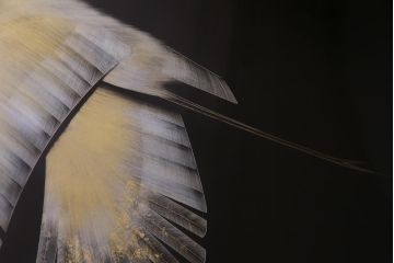 中古　日展作家　加治武　大作　輪島塗　沈金　翔鶴図　透けるような繊細さと躍動感が目を引く衝立(つい立て)