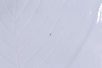 古民具・骨董　幕末明治期　櫛高台　葉文変形皿(中皿、和食器、鍋島焼)2枚セット