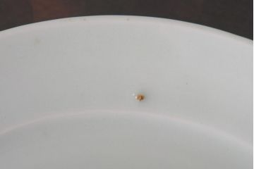 アンティーク雑貨　江戸期　牡丹の図　染付皿3枚セット(和食器)(R-036512)