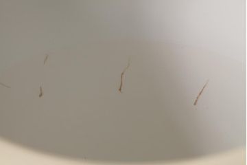 アンティーク雑貨　オールドノリタケ(則武、日陶)　桐紋が和モダンを盛り上げる火鉢(手あぶり、鉢カバー、傘立て)(R-037419)