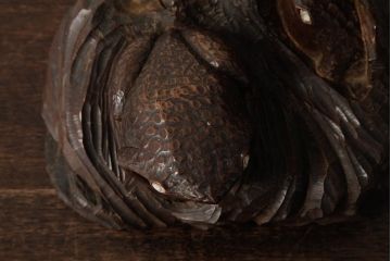 ビンテージ雑貨　和製ビンテージ　明治大正期　かえるの置物(木彫り、民芸品)(R-039410)