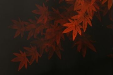 中古　漆塗り　象谷塗・蒟醤(キンマ)塗　鶴身広堂作　夕焼紅葉図　朱と黒のコントラストが印象的なつい立て(衝立、パーテーション)(R-039535)