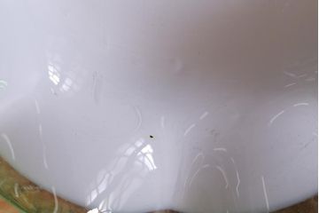 イギリスヴィンテージ照明　爽やかな緑縁フリルのミルクガラスペンダントライト(ランプシェード、天井照明、吊り下げ照明、ビンテージ)(R-039910)
