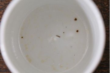 古民具・骨董　江戸期　古伊万里　草文染付筒型猪口2客セット(酒器、和食器)(R-040492)