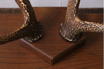 アンティーク雑貨　明治大正期　ケヤキ台　鹿角　刀掛(刀置き、飾り台)(R-041083)