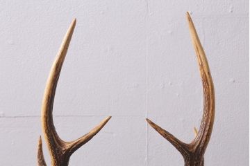 アンティーク雑貨　明治大正期　ケヤキ台　鹿角　刀掛(刀置き、飾り台)(R-041083)