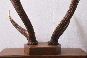 アンティーク雑貨　明治大正期　ケヤキ台　鹿角　刀掛(刀置き、飾り台)(R-041083)