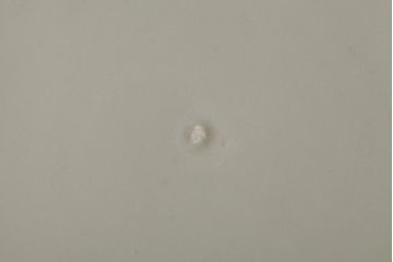 江戸期　伊万里焼　金彩色絵染付九寸皿(窓絵、9寸皿、大皿、古伊万里、和食器)(R-042309)