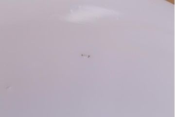 アンティーク照明　戦前　昔懐かしい白い平笠シェードの吊り下げ照明(天井照明、電笠、ペンダントライト)(R-042732)