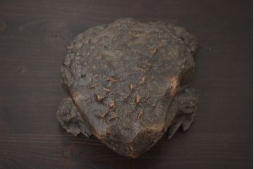 アンティーク雑貨　古い木彫りの蛙　置物　竹根　彫刻　民芸品　中国唐物?(R-042801)