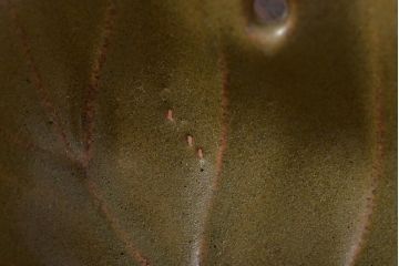 古い平安萬珠堂　葉形向付10客(葉皿)(R-043504)