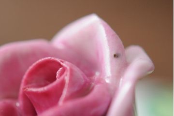 ハンガリー　HEREND(ヘレンド)　バラの小物入れ(丸形ボンボン入れ、西洋陶磁器)(R-043547)