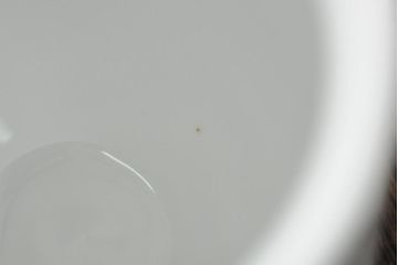 中古　ハンガリー　HOLLOHAZA(ホロハーザ)　Pannonia(パノニア)　バラ(薔薇)　カップ&ソーサー2客セット(洋食器)(R-044013)