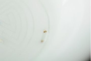 骨董　江戸明治期　陽刻白磁小皿4枚セット(伊万里焼、和食器)(R-044024)