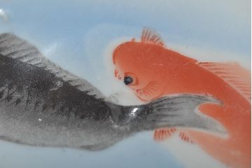 明治〜大正　鯉の図　図変わり6寸印判皿3枚(中皿)(R-044222)