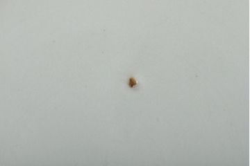 大正期　桜閣花鳥図　楕円印判皿4枚(和食器)(R-044229)