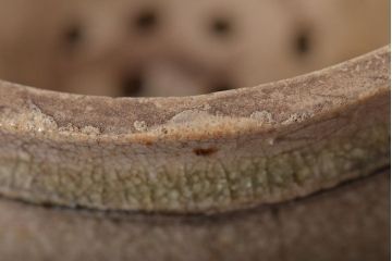 江戸期　古い美濃焼蓋物(織部瀬戸)(R-044574)