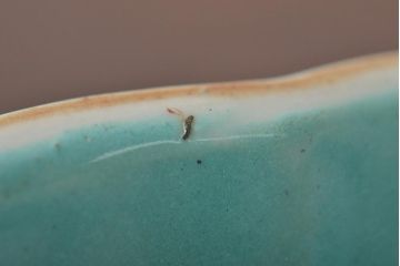 明治期　色絵小鉢4点(花文、中国李朝?)(R-044614)