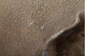 古い　美濃焼　蕪形　一輪挿し(織部、黄瀬戸、古作)(R-044680)