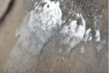 古い　美濃焼　蕪形　一輪挿し(織部、黄瀬戸、古作)(R-044680)