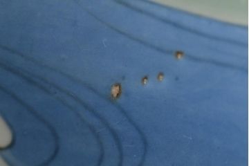 江戸期　古伊万里　染付　呉祥瑞銘　鯉の図　青磁　深皿(深鉢、和食器)(R-044863)