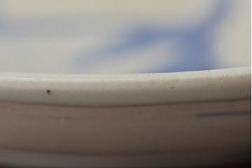 正利銘　呉須　染付八寸皿(魚文、古染付、中国)(R-046710)