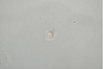 明治期　伊万里焼　色絵　一尺一寸大皿(和食器)(R-047151)
