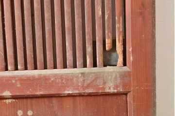 アンティーク建具　赤みがかった色味が印象的なヒノキ材製の蔵戸(引き戸、玄関戸)(R-048604)
