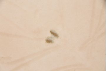昭和初期　ケヤキ材　智恵子抄　上品な和の雰囲気を盛り上げる衝立(つい立て、パーテーション、間仕切り、茶道具)(R-049079)