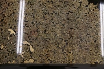 中古　美品　民芸家具　木曽塗り　2パターン楽しめる付属の脚付き!もみじの図が和の風情を漂わせる座卓(ローテーブル)(R-050453)