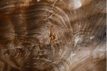 古い熊　木彫り　銘無し(木彫の置物、置き物、ディスプレイ、北海道、アイヌ)(R-052009)