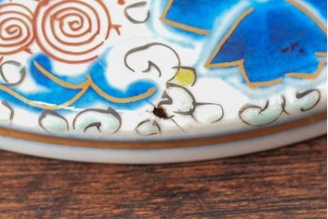 大清光緒年製　色絵染付蓋茶碗2客セット(伊万里、中国?)(R-052052)