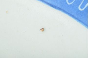 江戸期　古伊万里　花文染付　一尺三寸　大皿(和食器)(R-052131)
