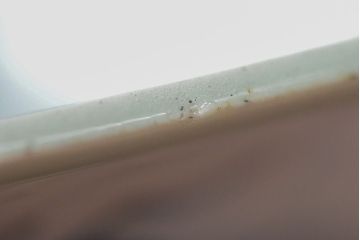 江戸期　古伊万里　青磁染付　深鉢(深皿、和食器)(R-052312)