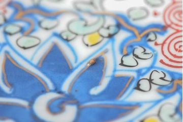 大清光緒年製 色絵染付 深鉢3点(深皿、伊万里、中国?)(R-052341)