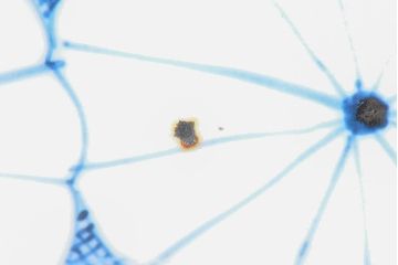 江戸期　古伊万里　菊花尽し　染付五寸五分皿3枚セット(和食器、小皿)(R-052852)