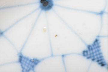 江戸期　古伊万里　菊花尽し　染付五寸五分皿5枚セット(和食器、小皿)(R-052855)