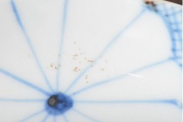 江戸期　古伊万里　菊花尽し　染付五寸五分皿5枚セット(和食器、小皿)(R-052855)