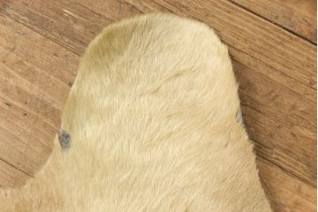 中古 本革(レザー)　特大サイズ!風合い豊かなカウラグ(マット、カーペット)(R-056664)