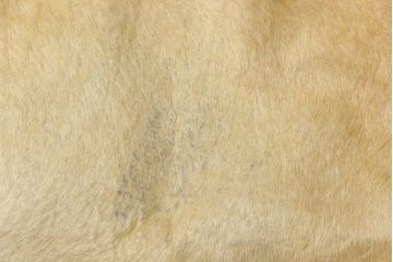 中古 本革(レザー)　特大サイズ!風合い豊かなカウラグ(マット、カーペット)(R-056664)