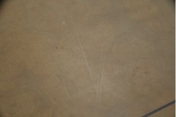 中古　サァラ麻布取り扱い　アメリカ最高級ブランド　センチュリー(CENTURY)　天板バーズアイ　モダンなデザインが魅力の特大エクステンションダイニングテーブル(エクステンションテーブル)(定価約200万円)(R-057577)