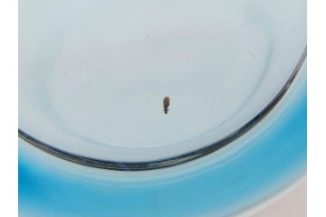 大正〜昭和初期　ブルーグラヴェール模様　コップ12点セット(アールヌーボー、レトロ)(R-060491)