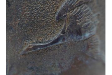 アンティーク　祥雲堂　鳥図やぷっくりしたデザインの摘みが素敵な鉄瓶(銅蓋、茶道具)(R-060751)