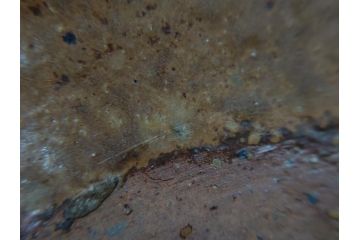 山下譲治作　陶備堂　備前焼　緋襷　大皿54(1.8尺)(共箱付き、盛皿、平皿、和食器、作家物)(R-061140)