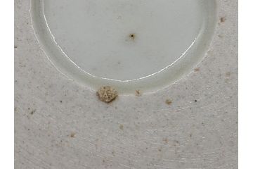 江戸期　古伊万里　染付　蛸唐草　松竹梅　4寸皿　約12.5cm　伊万里焼の伝統美が詰まった小皿2枚セット(四寸、和皿、渦福、和食器)(R-061781)