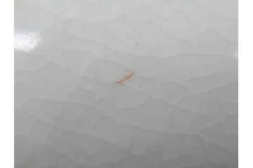 希少　上手物　江戸〜明治　九谷焼　二重角福　色絵　花鳥図　彩り鮮やかな絵付けに惹かれる9寸深鉢(松、梅、鳥、狸、人物、和食器)(R-061812)