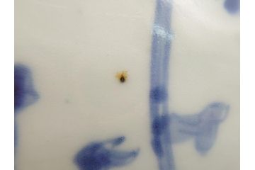 希少　江戸期　古伊万里　大明成化年製　染付　花唐草文　藍色の濃淡で描かれた模様が美しい1.2尺片口鉢(深鉢、和食器)(R-061814)
